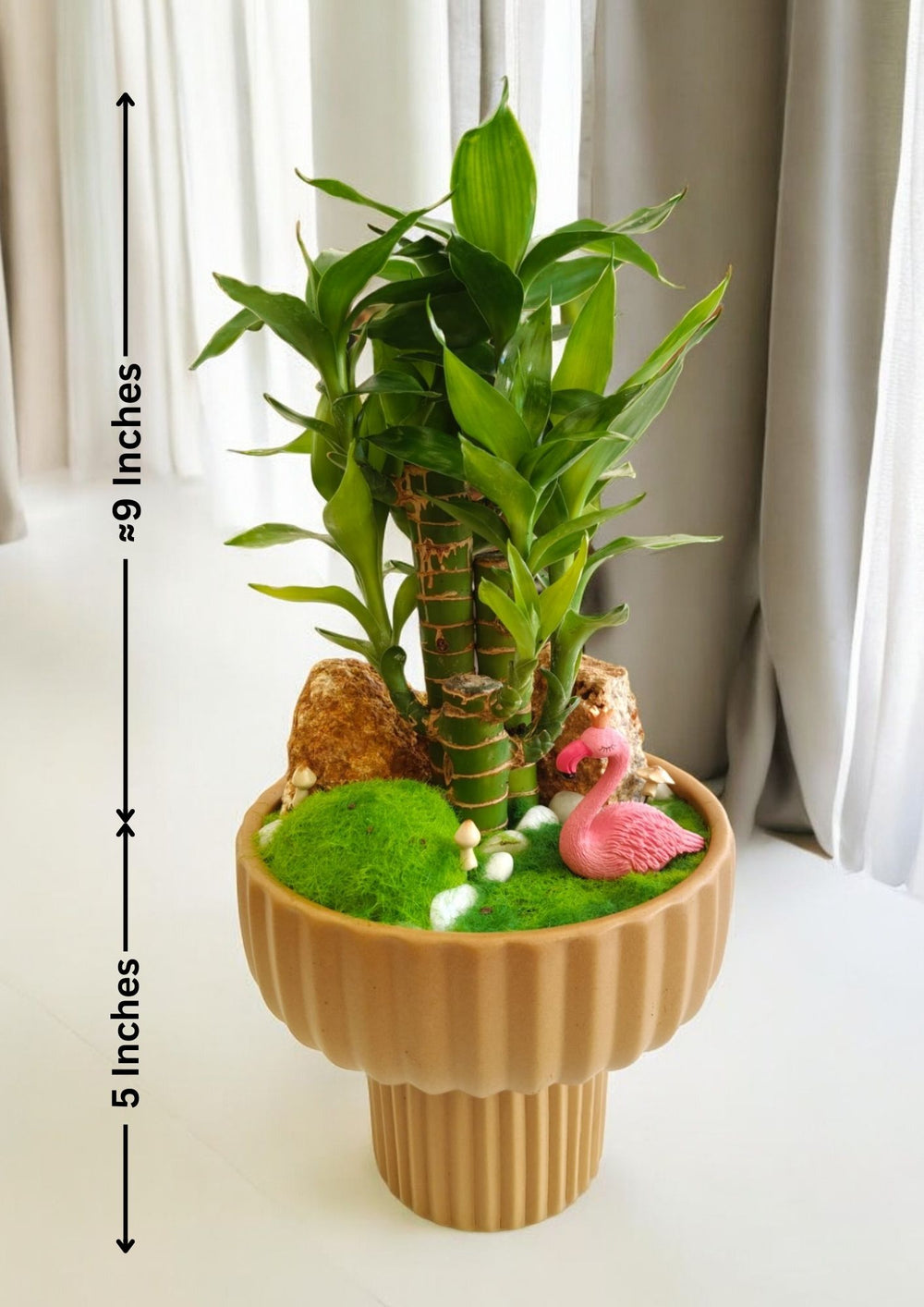 lucky bamboo plant arrangements Near Bangalore 