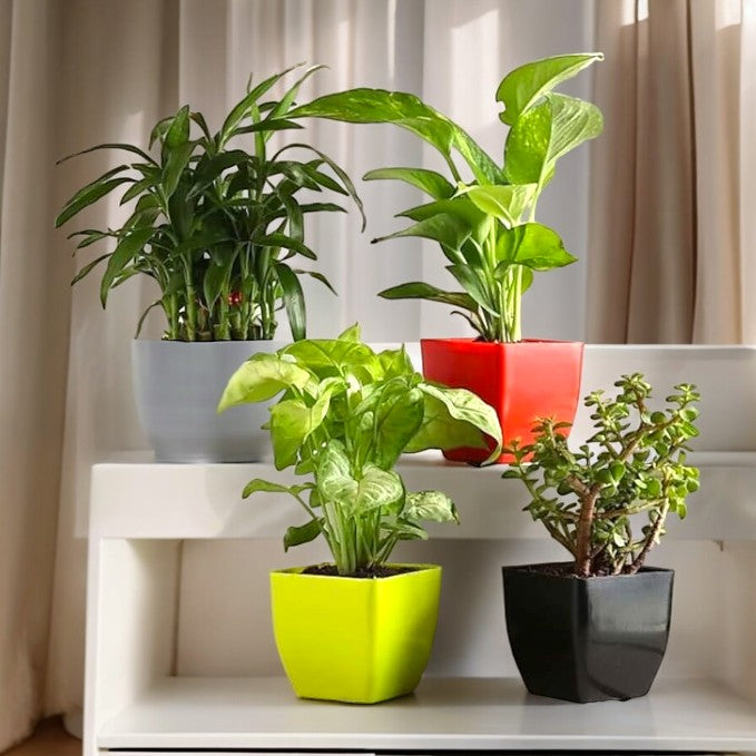 Outdoor Flowering Plants Bangalore