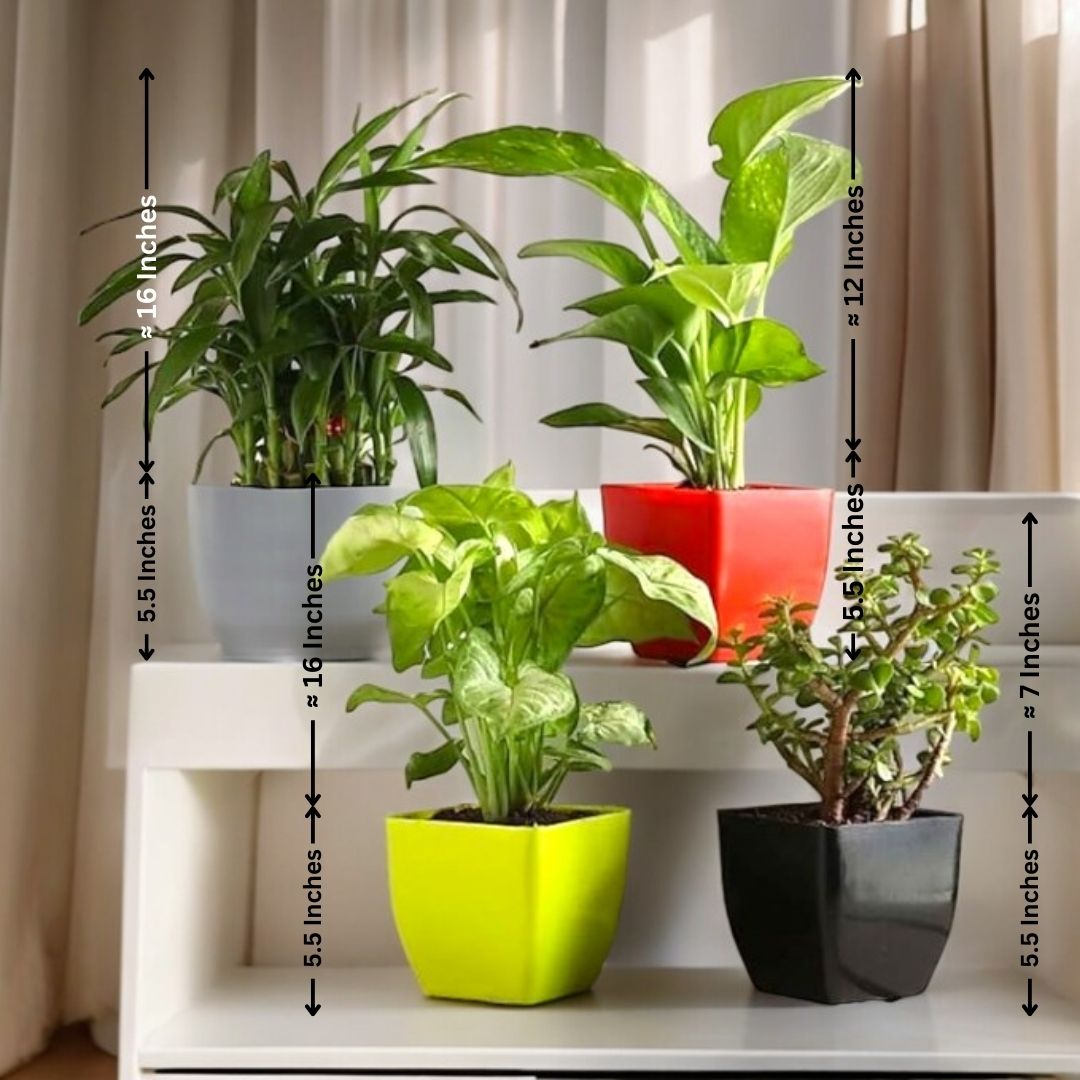 Indoor plants for apartments in Bangalore