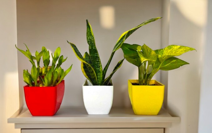 Low Maintenance Outdoor Plants