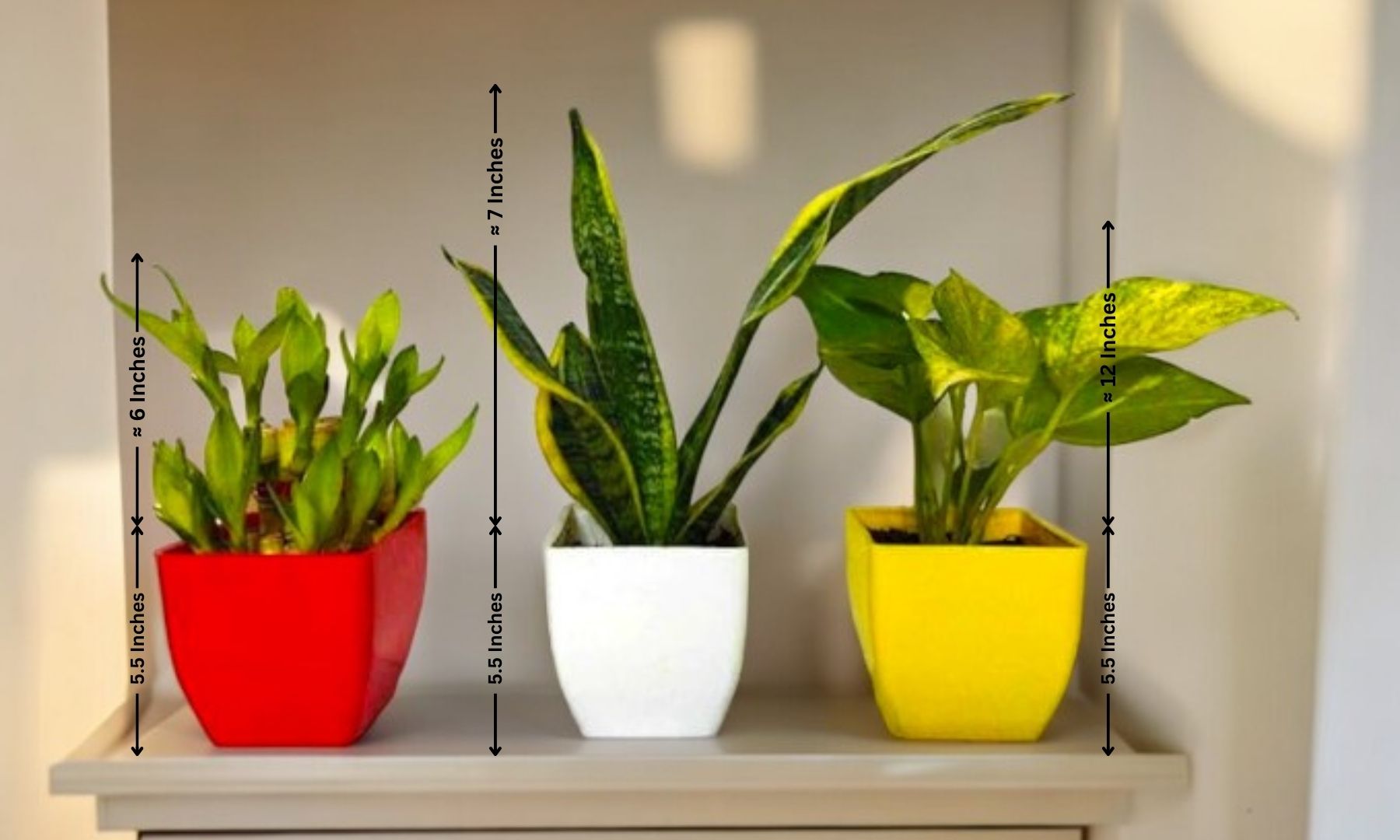 Indoor plant delivery in Bangalore