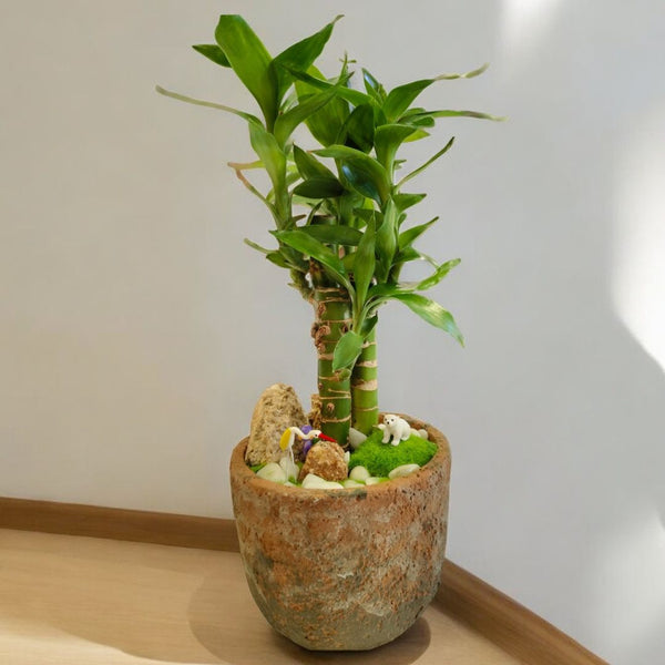 lucky bamboo plant with pot In bangalore 