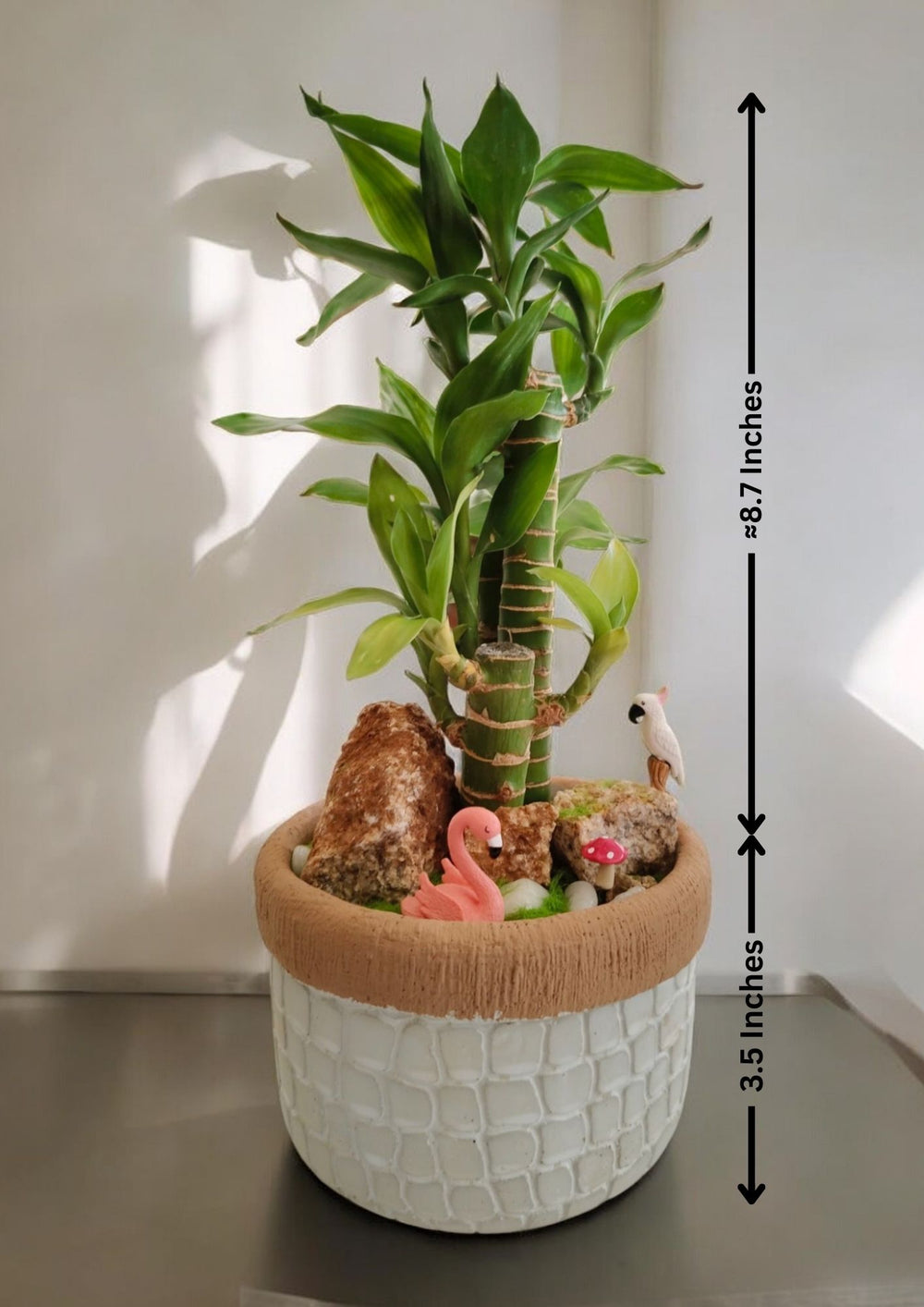 bamboo plant design ideas in Bangalore 