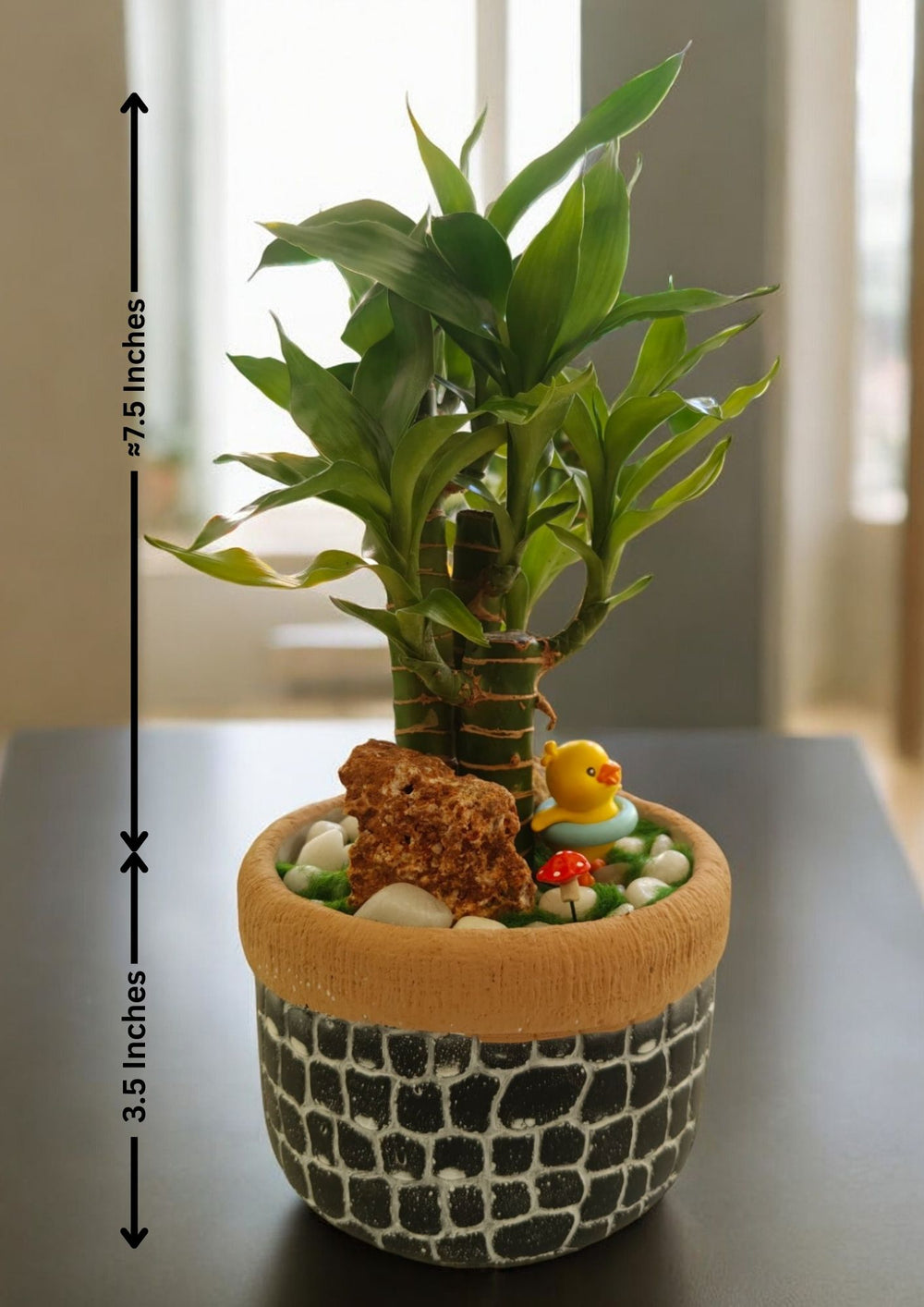 lucky bamboo plants for home Near bangalore 