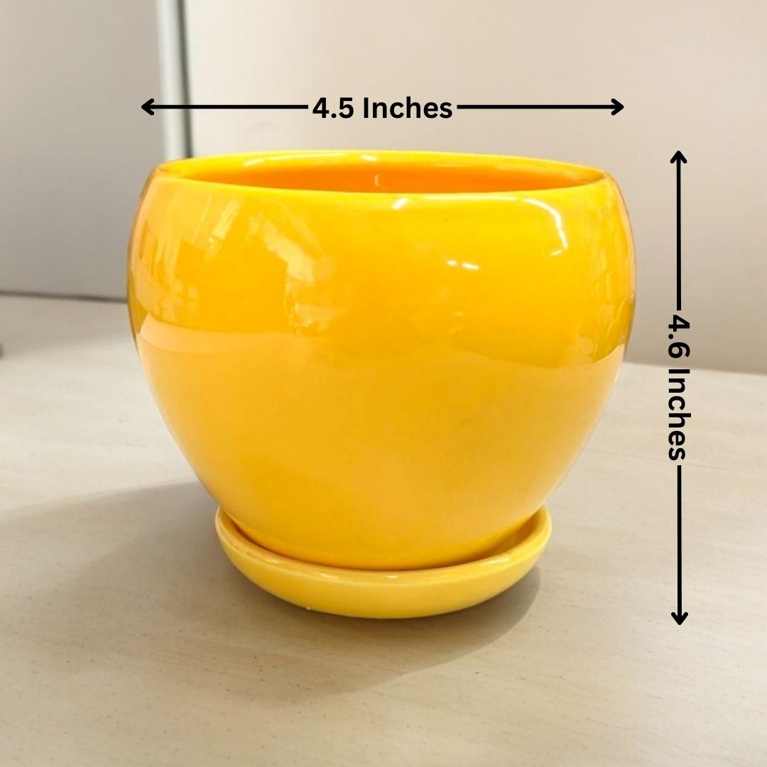 Designer planters Bangalore