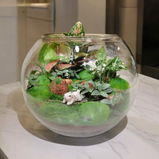 mini terrarium ideas in bangalore 