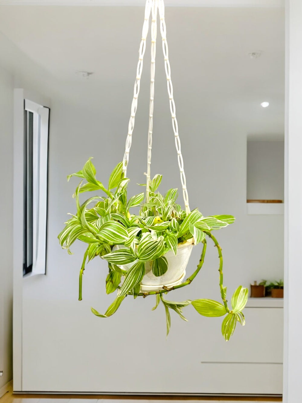Indoor plant delivery in Bangalore