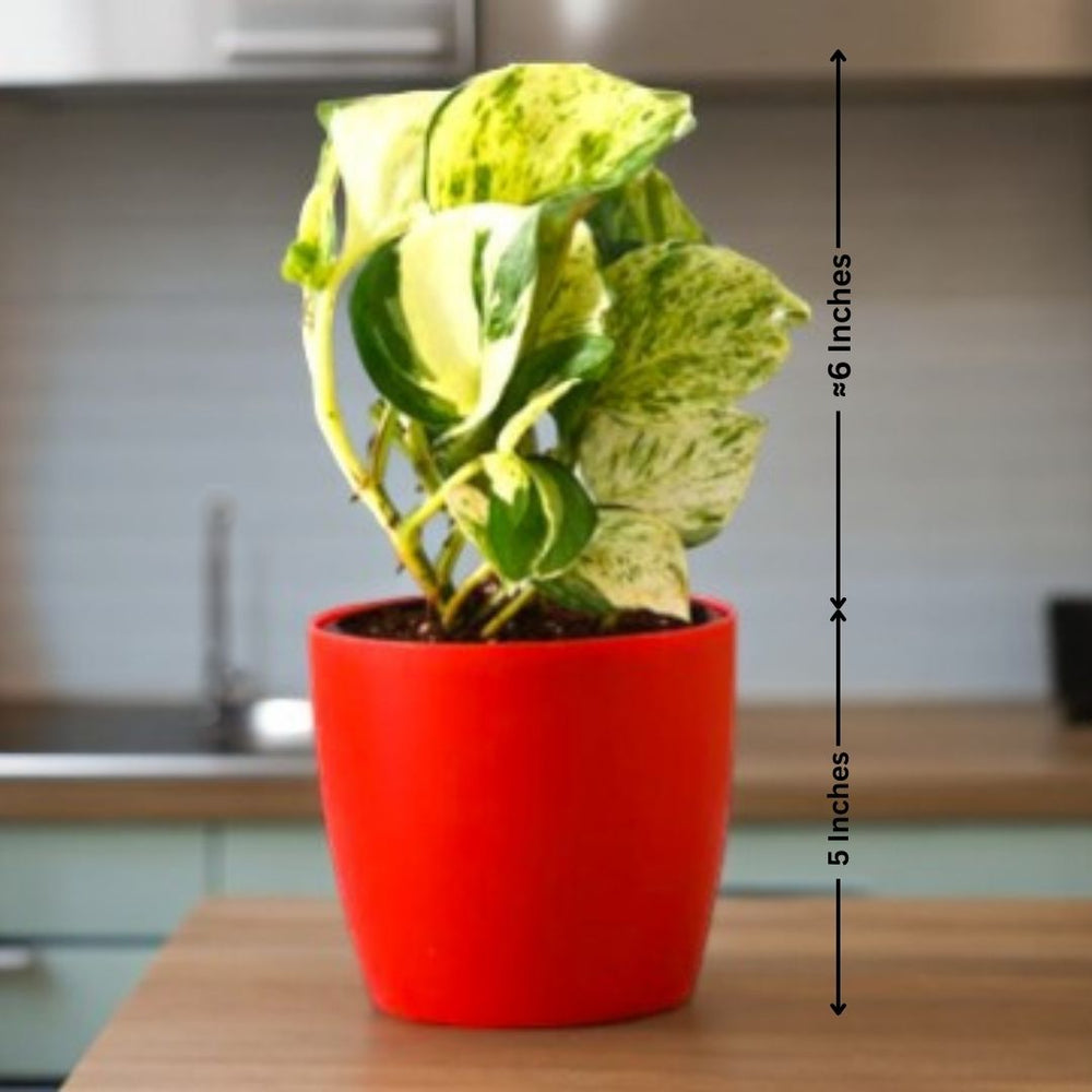 Indoor plant care Bangalore