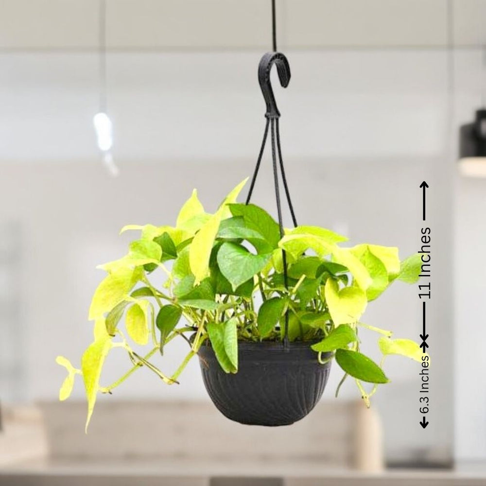 Indoor plants for apartments in Bangalore