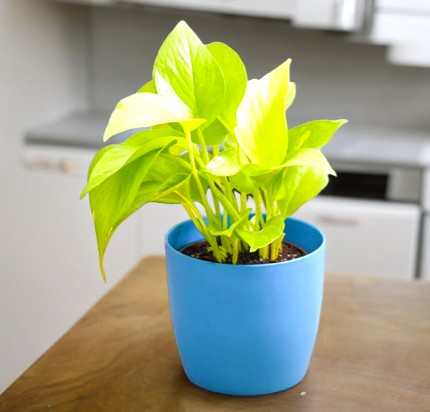 Best plant nurseries in Bangalore