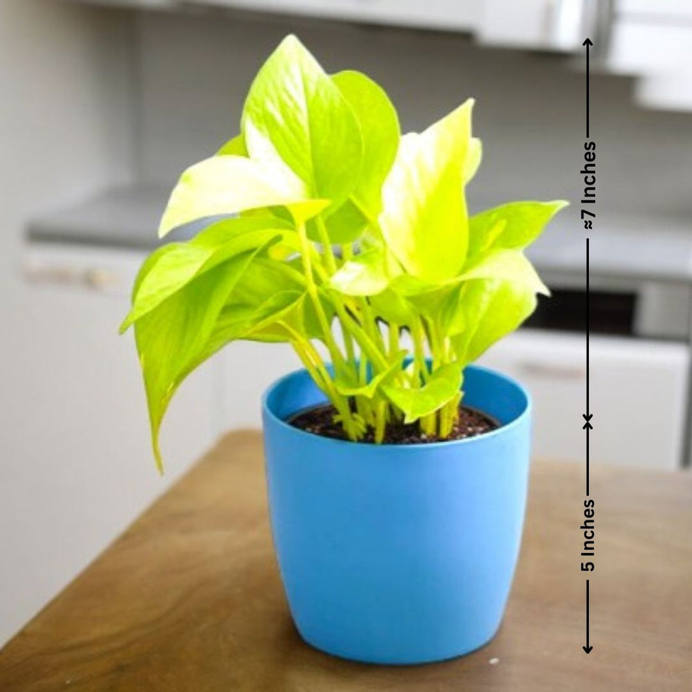 Indoor plants for apartments in Bangalore