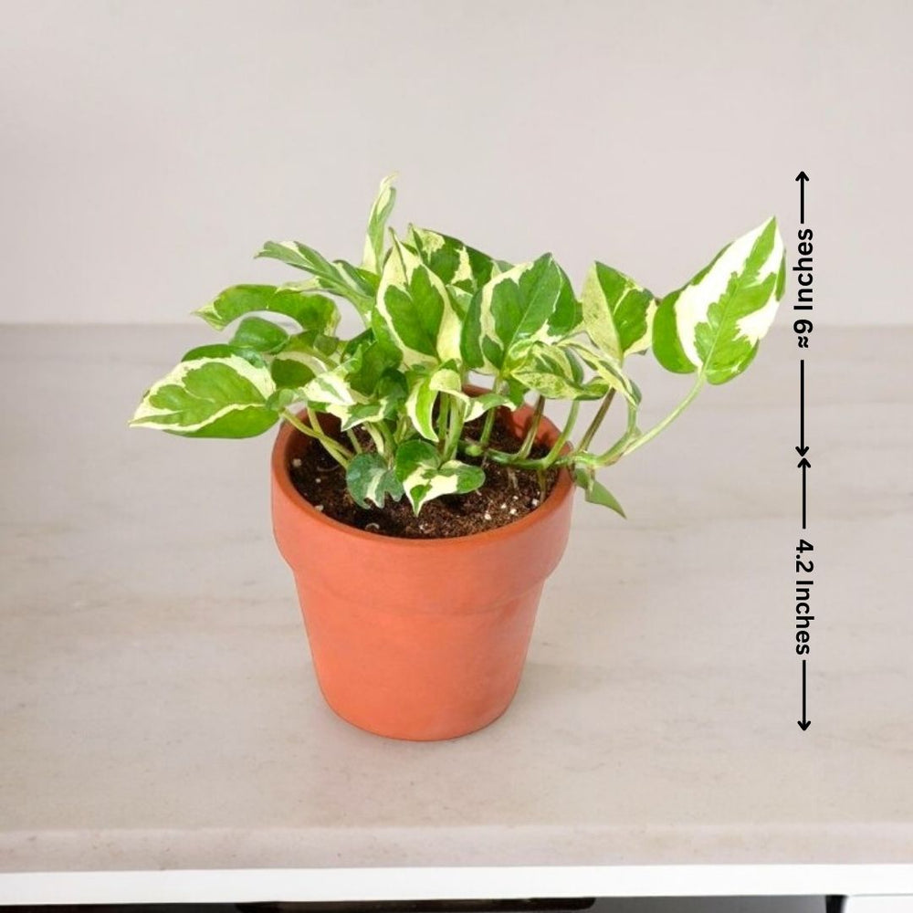 Plants Online in Bangalore for Sale