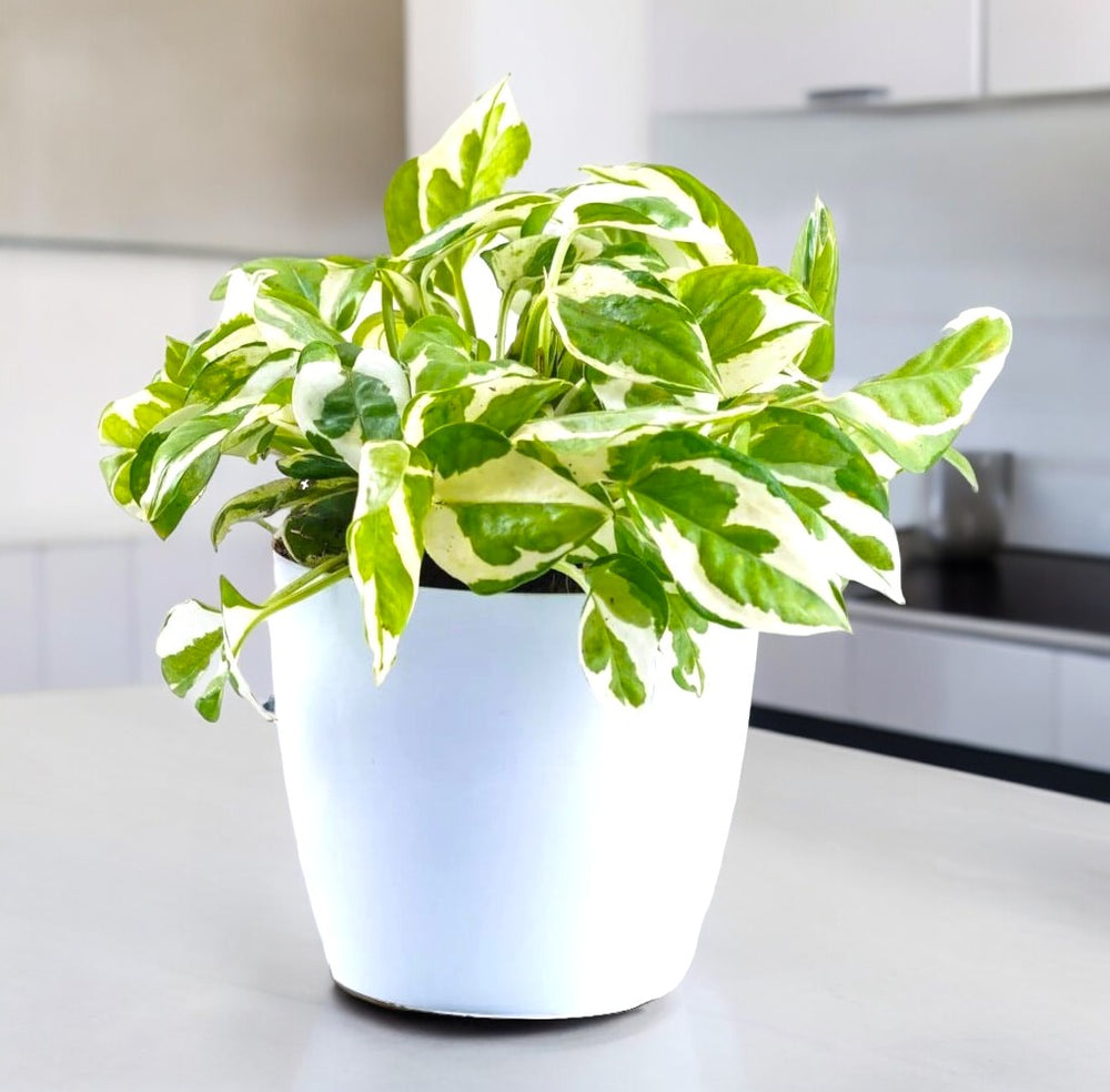 Indoor plants safe home delivery 