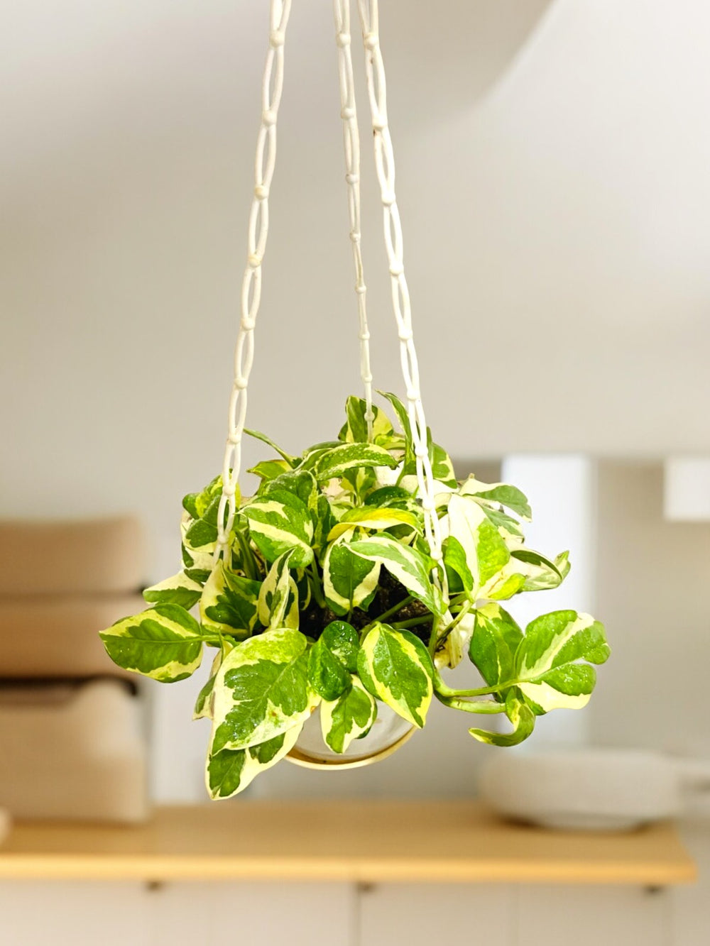 Indoor plants safe home delivery 