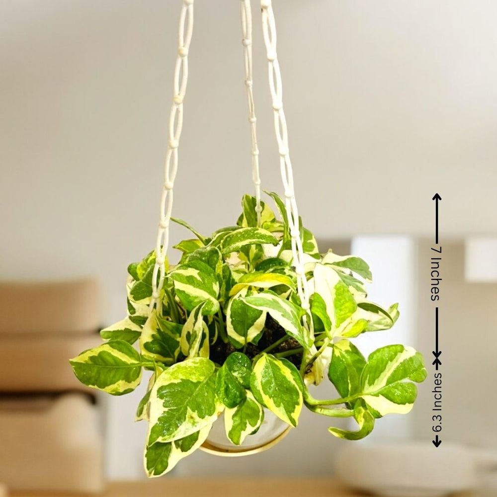  Plants Online in Bangalore for Sale