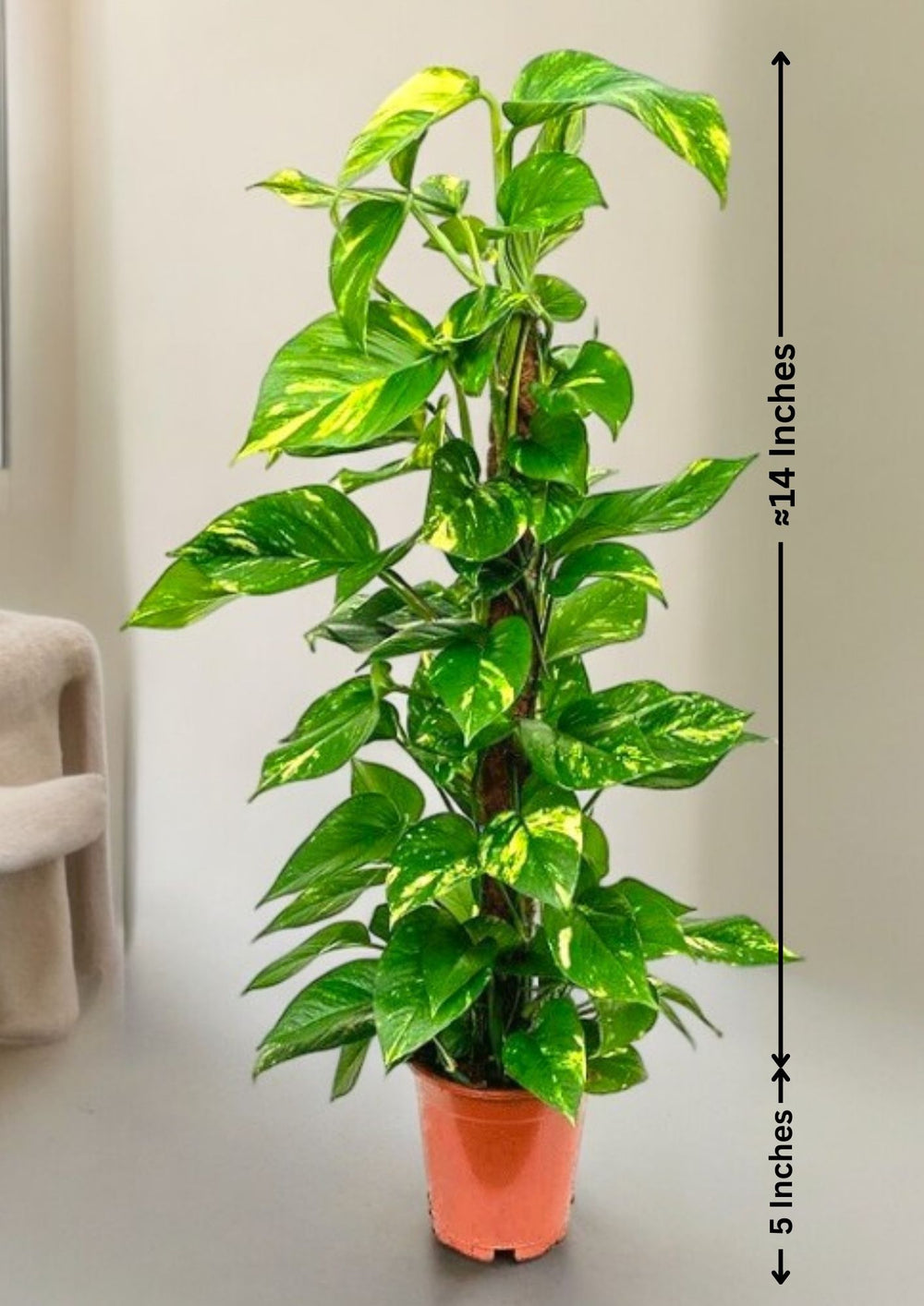 Indoor plants for apartments in Bangalore