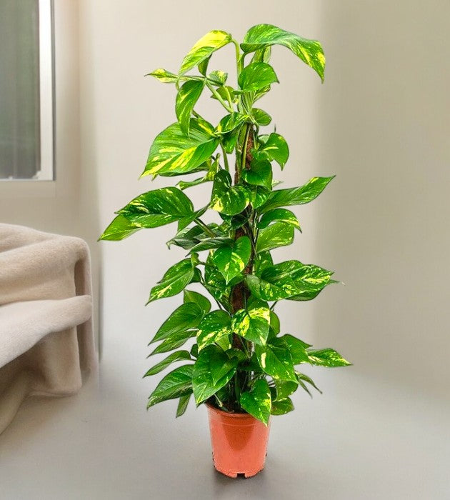 Best plant nurseries in Bangalore