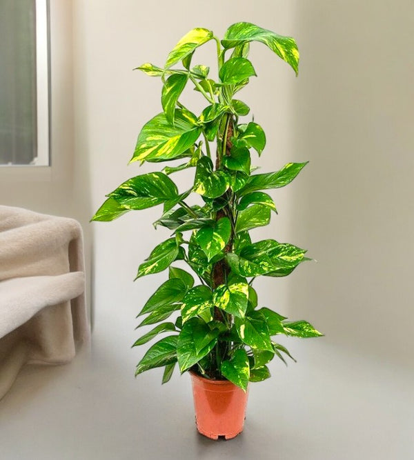 Best plant nurseries in Bangalore