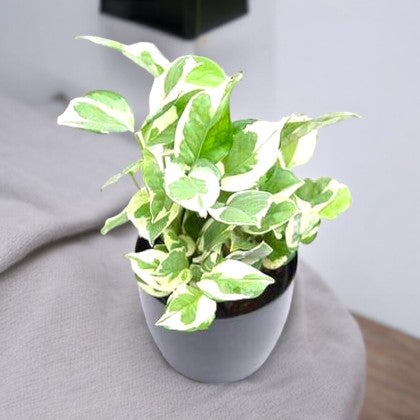 Indoor Plants for Home in Bangalore