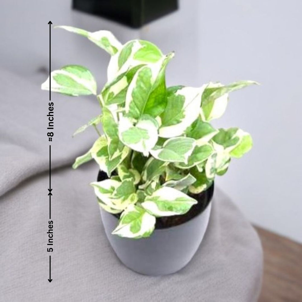 Plants Online in Bangalore for Sale