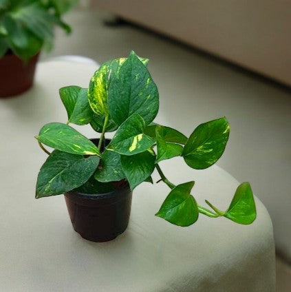 Indoor Plants for Home in Bangalore