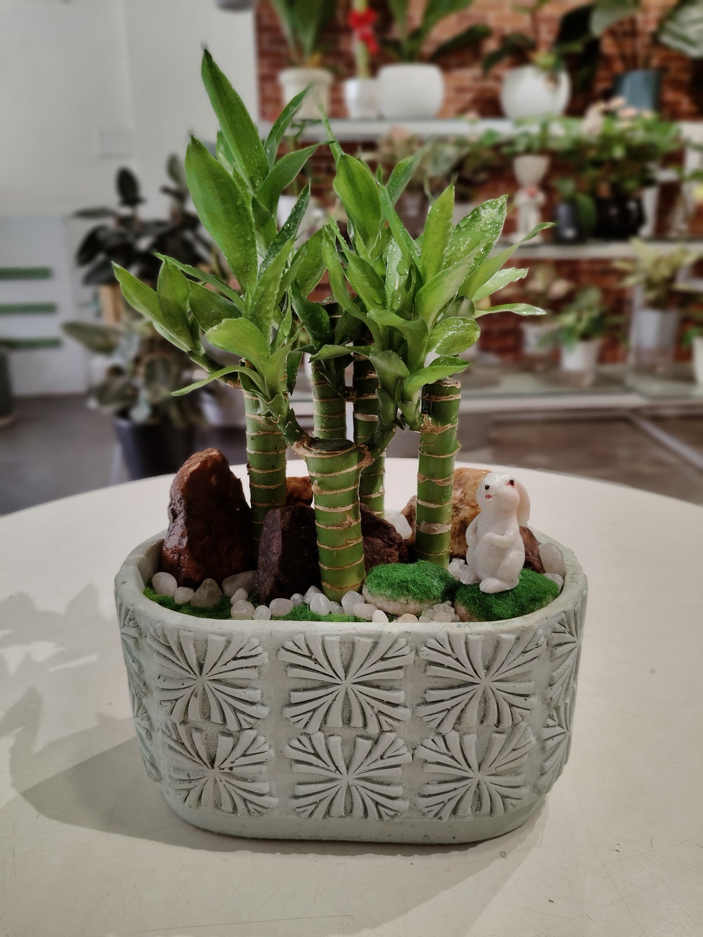 Lucky Bamboo with Rectangular-Shaped Round-edge Pot