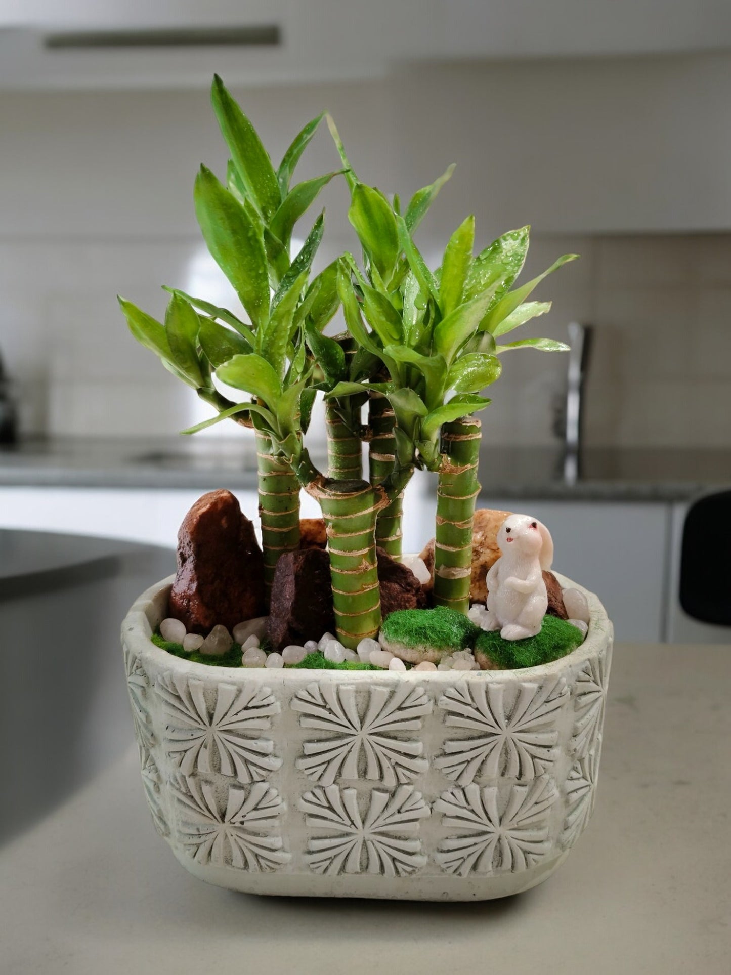 Lucky Bamboo with Rectangular-Shaped Round-edge Pot