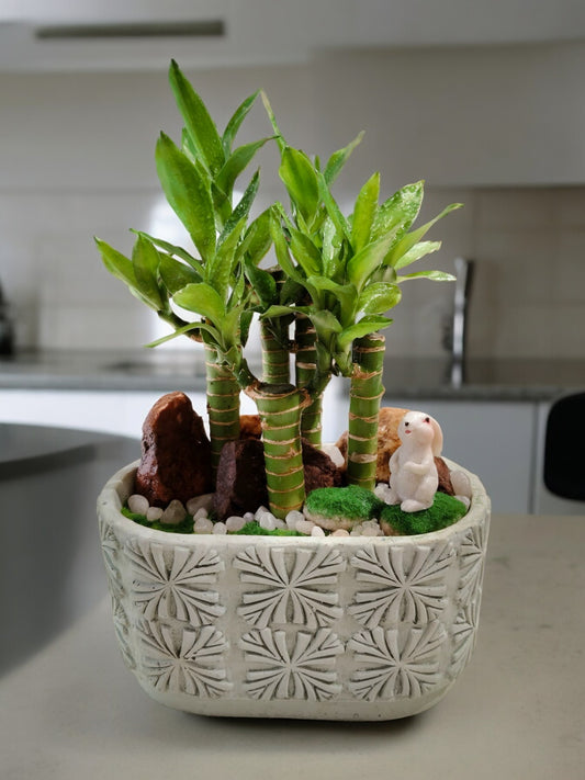 Lucky Bamboo with  Designer Rectangular-shaped round-edge pot