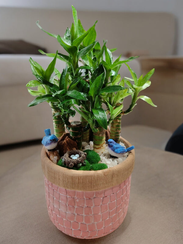 Lucky Bamboo with Designer planter with Pink Brick structured indoor plant in a pot