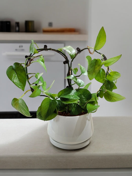 Heart- Shaped Money Plant in white Ceramic pot