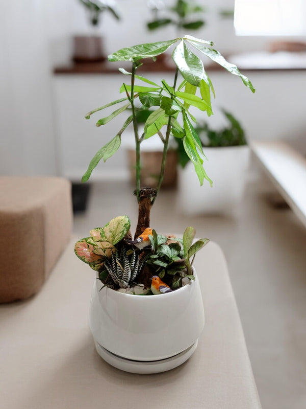 Succulent plants with Ceramic planter with Tray indoor plant in a pot