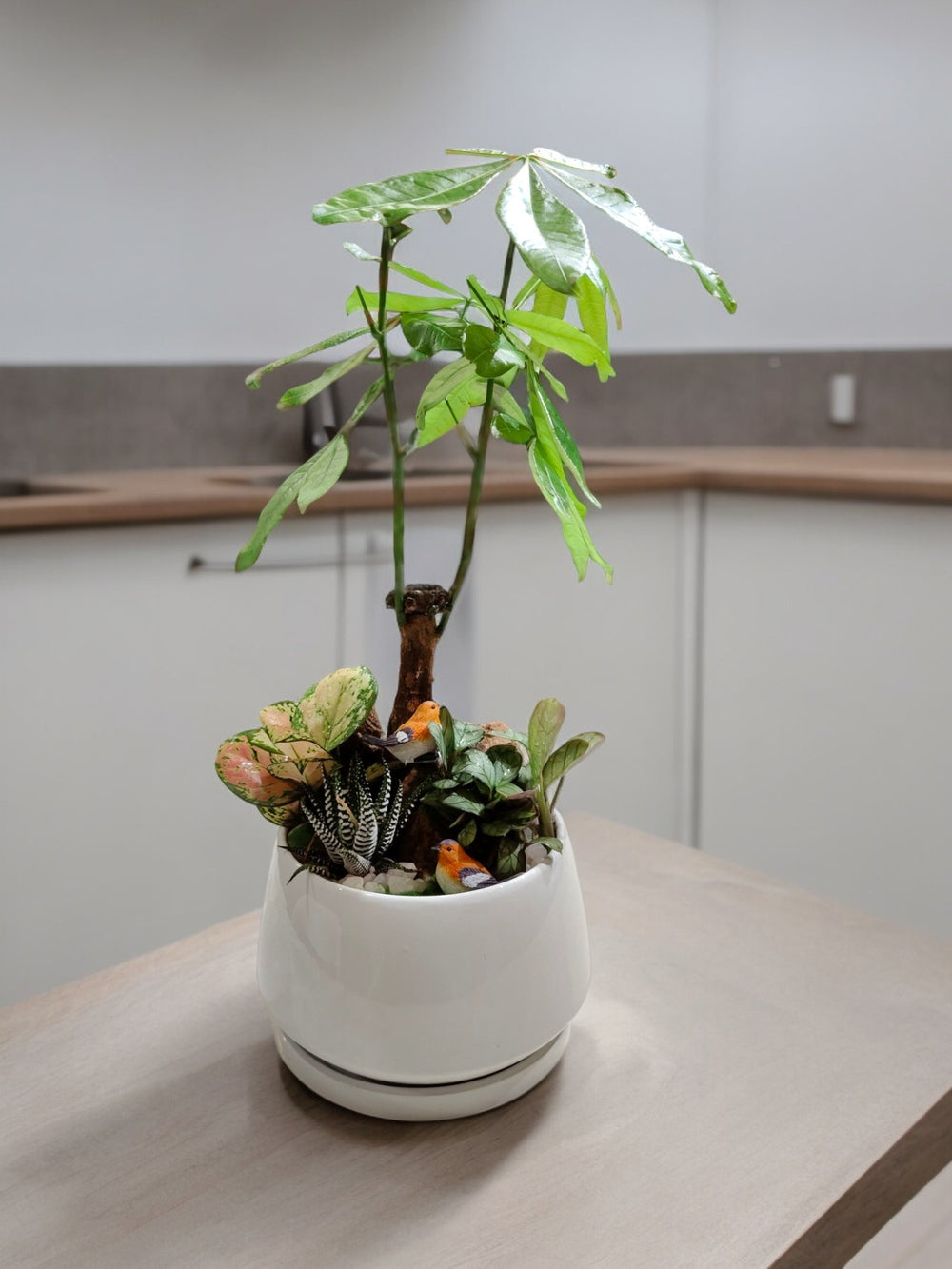 Succulent plants with Ceramic planter with Tray