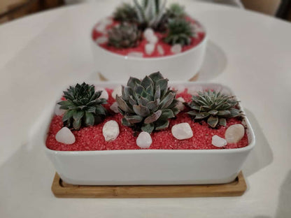 Succulent Plants in Rectangular-Shaped Planter with Tray