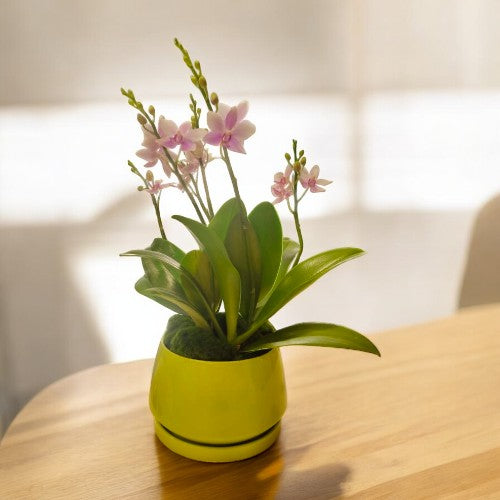 types of orchids plants in Bangalore 