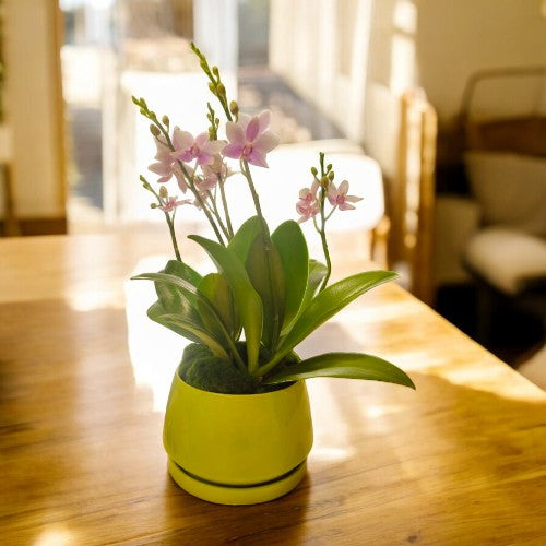 orchids plants for sale near Bangalore