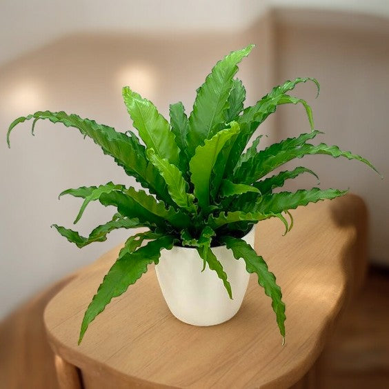 Indoor plant delivery in Bangalore