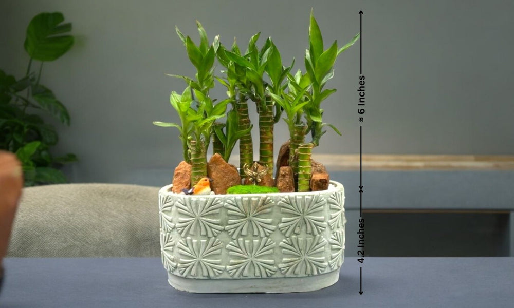 Lucky Bamboo plant in Designer Planter