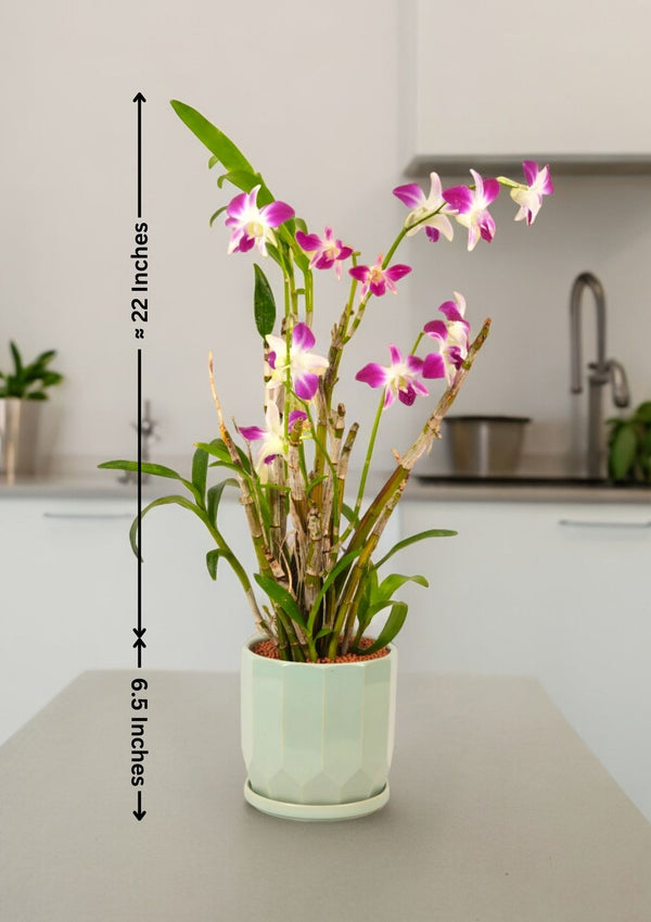 Dendrobium orchid plants with purple blooms in a ceramic pot, set of two or more stems