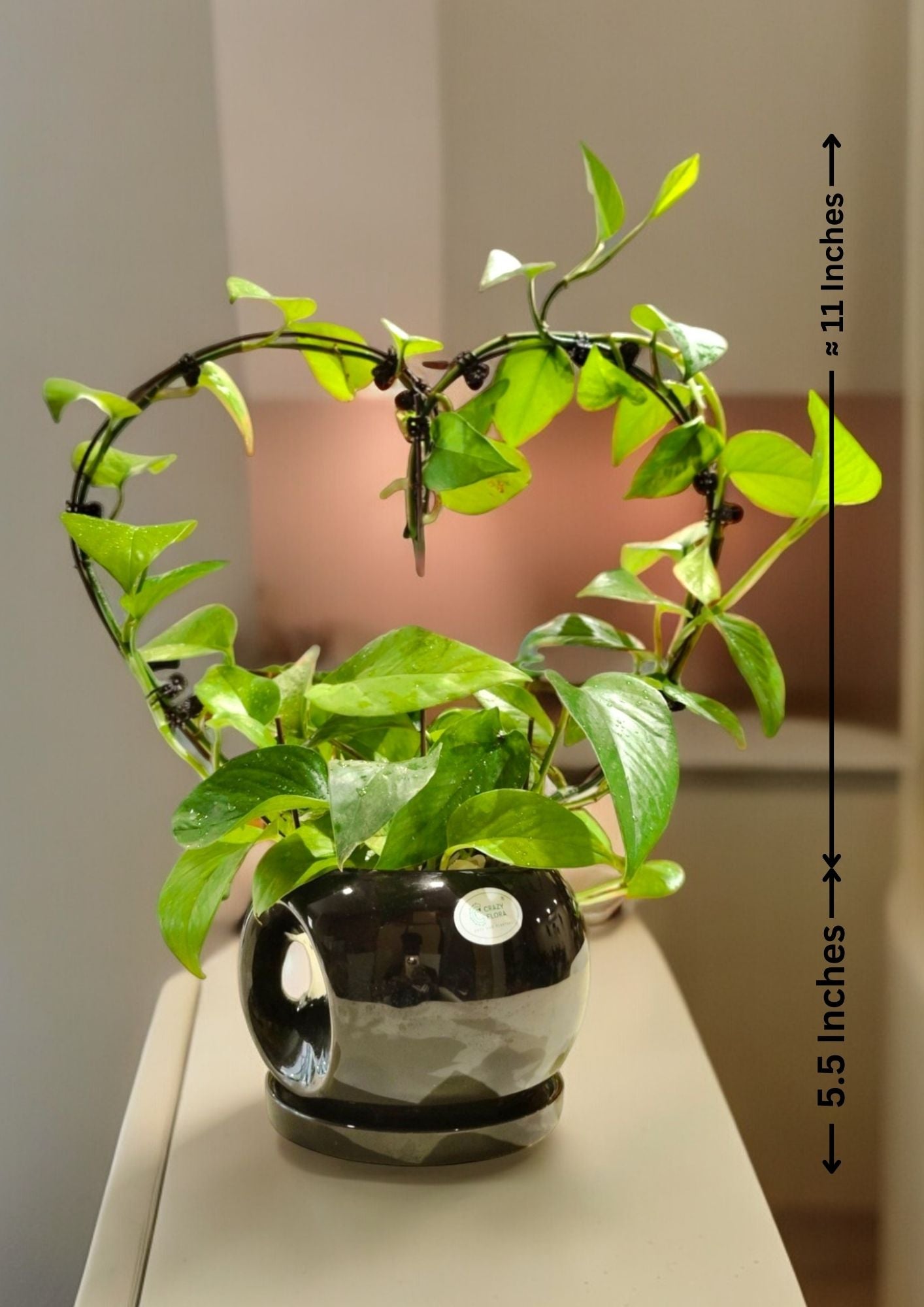 Heart Shaped Money plant  In Black Ceramic pot