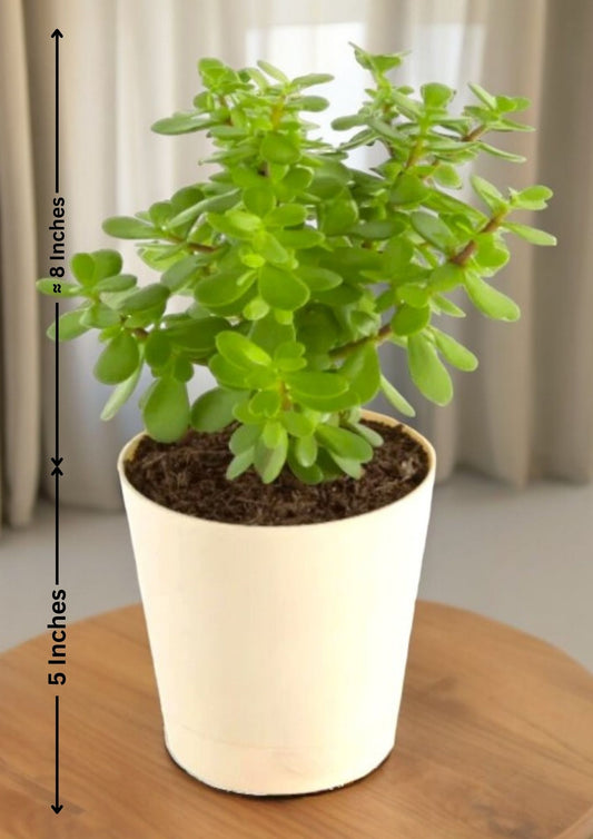 Jade Mini Plant