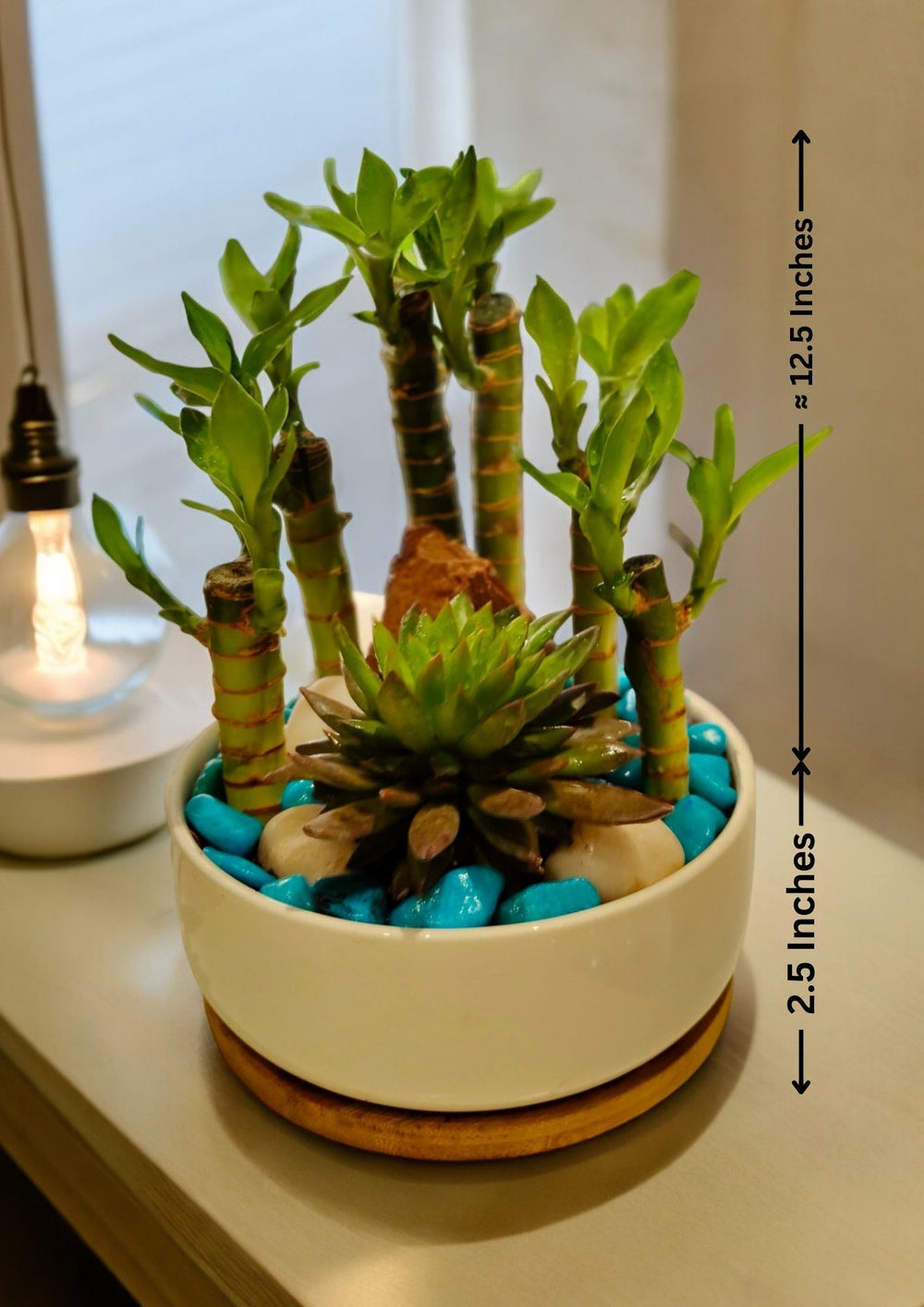 Creative Farmer Imported Lotus Bamboo & Succulent In Round pot