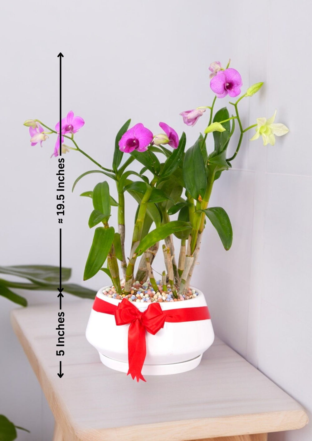 Dendrobium Orchid Plants