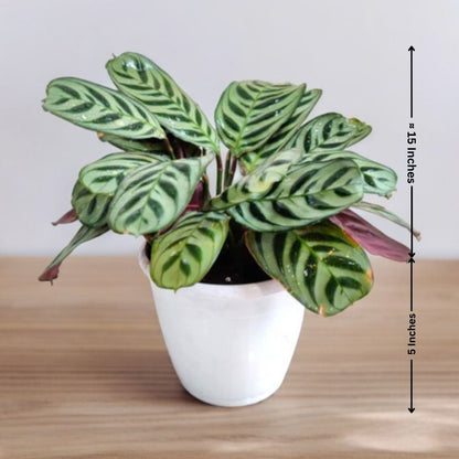 Calatheas Burle Marxii Plant