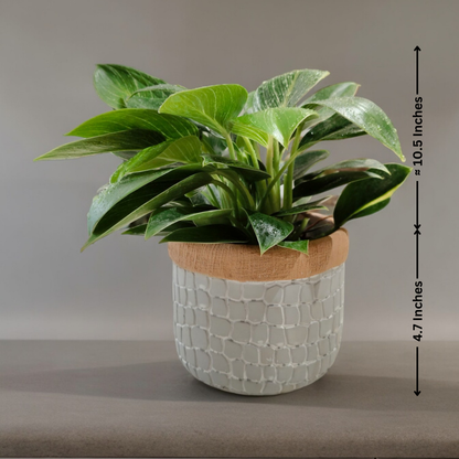 Philodendron Birkin Plant in designer pot