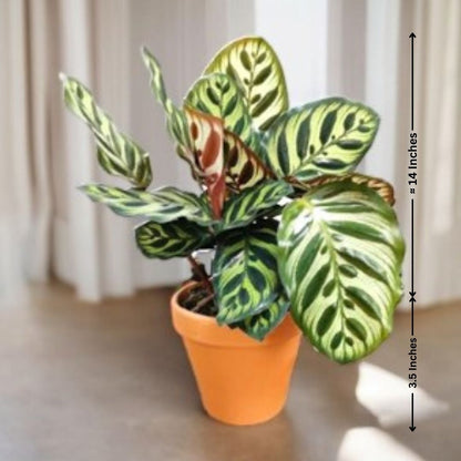 Calatheas Network Plant