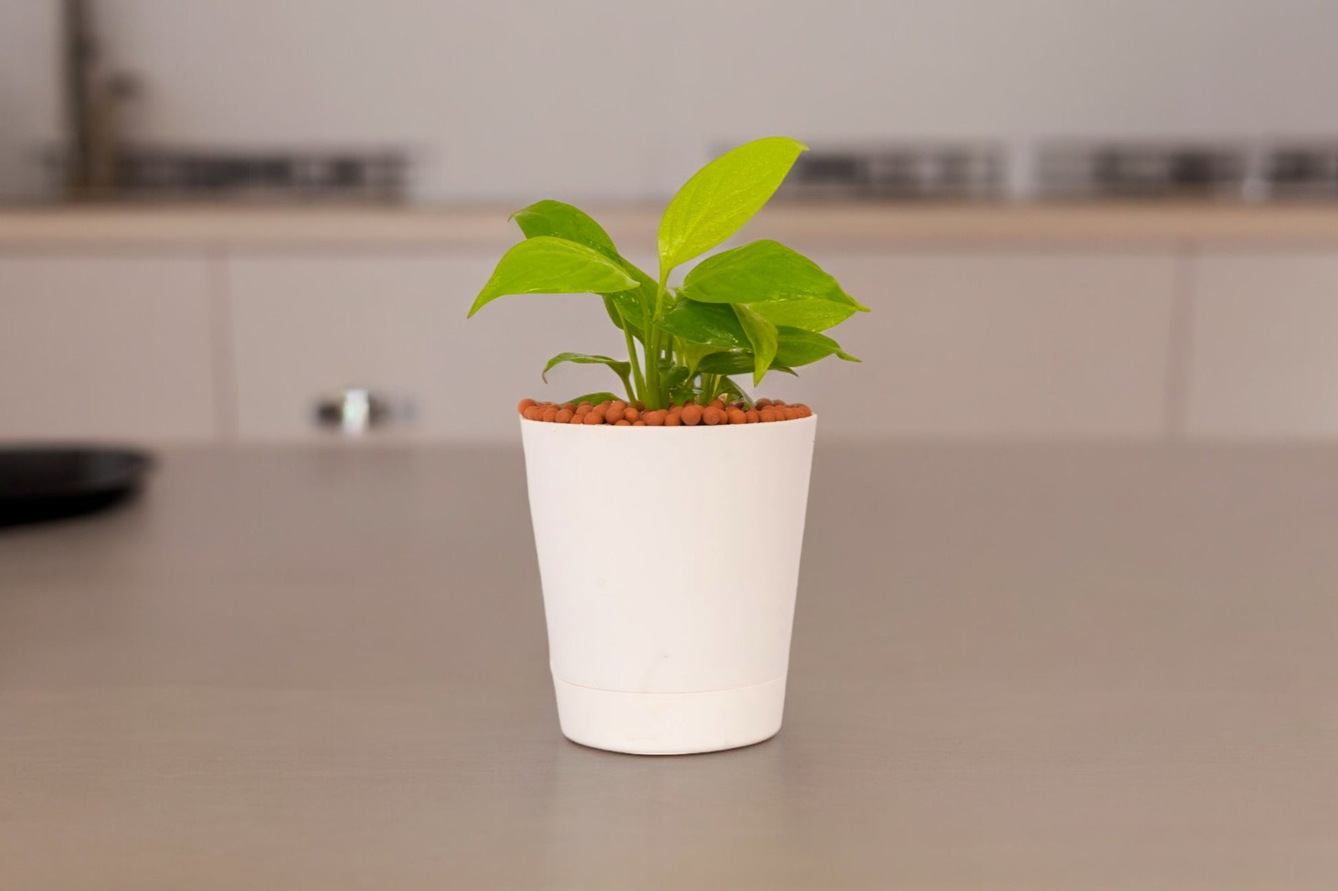 Buy indoor plants online Bangalore