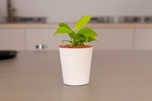 Buy indoor plants online Bangalore