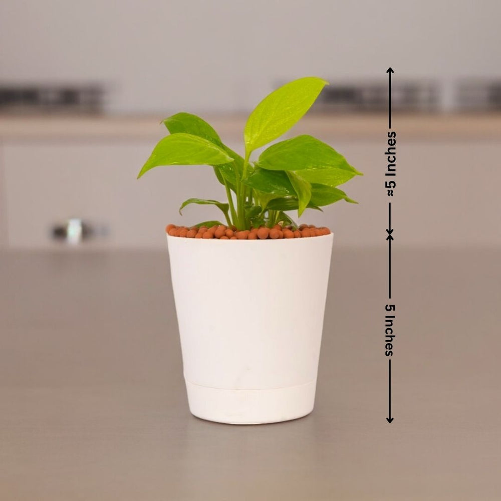 Indoor plant delivery in Bangalore