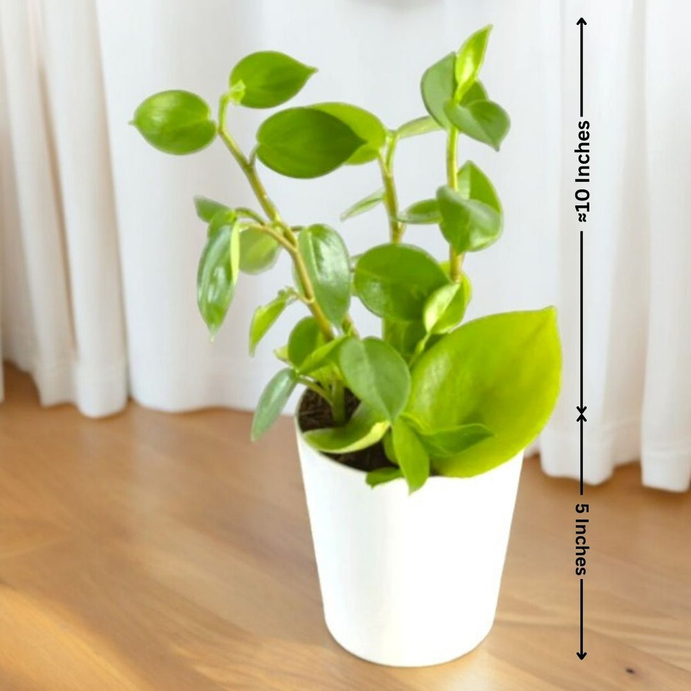 Plants Online in Bangalore for Sale