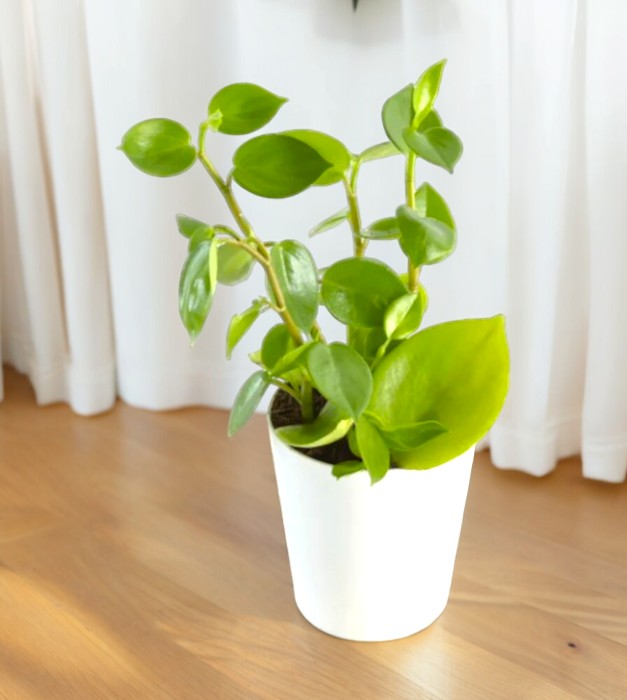 Indoor Plants for Home in Bangalore